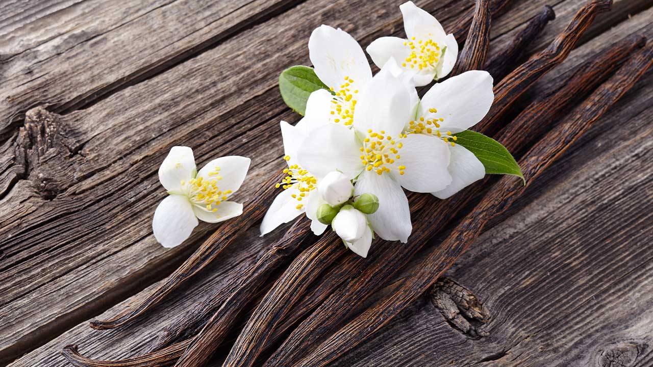 Whipped Tallow Balm: Vanilla Woods